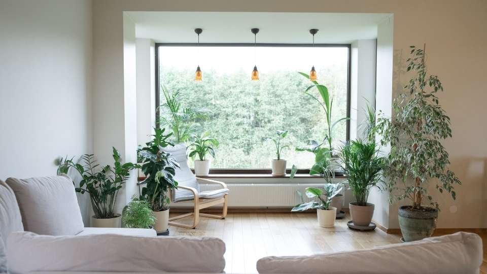 Green Elegance: How Plants Can Enhance Your Home Interiors